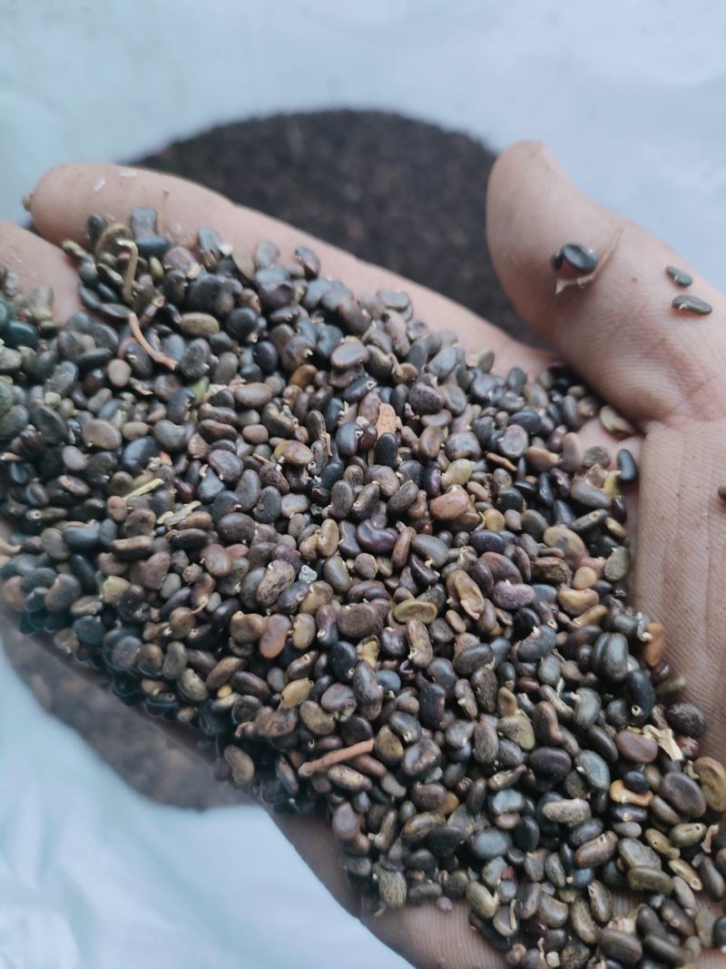 刺槐种子刺槐种子量大质量好需要的联系我包发芽率
