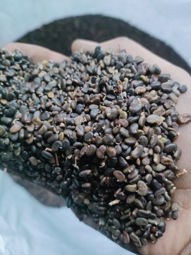 刺槐种子刺槐种子量大质量好需要的联系我包发芽率