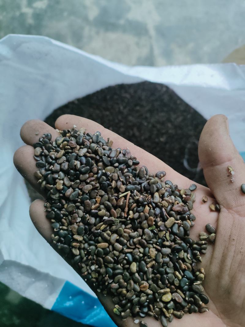 刺槐种子刺槐种子量大质量好需要的联系我包发芽率