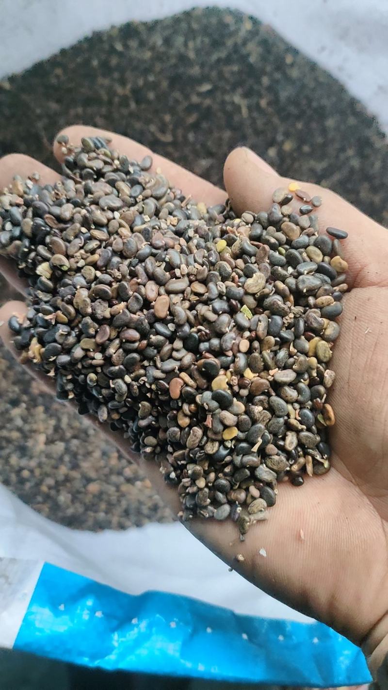 刺槐种子刺槐种子量大质量好需要的联系我包发芽率