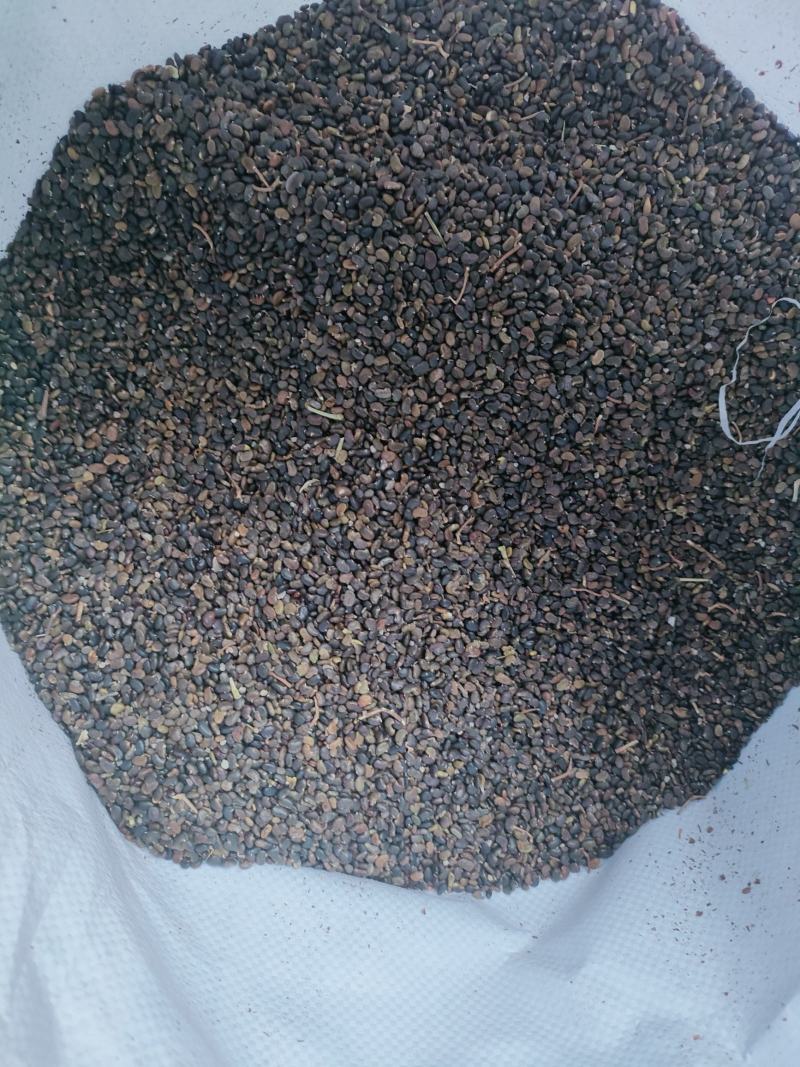 刺槐种子刺槐种子量大质量好需要的联系我包发芽率