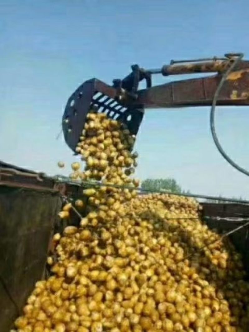 （供应酱菜厂家）长期供应，质量好，