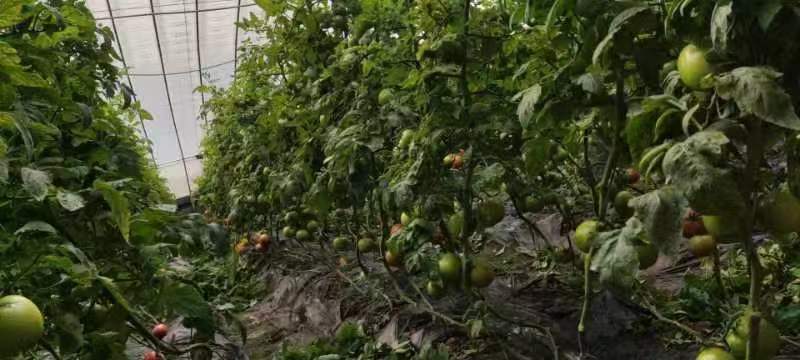 西红柿在中国的广泛种植