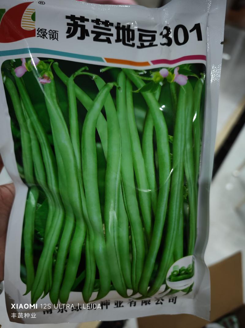 苏芸地豆301地豆种子，无架四季豆，荚长25，亩产5千斤