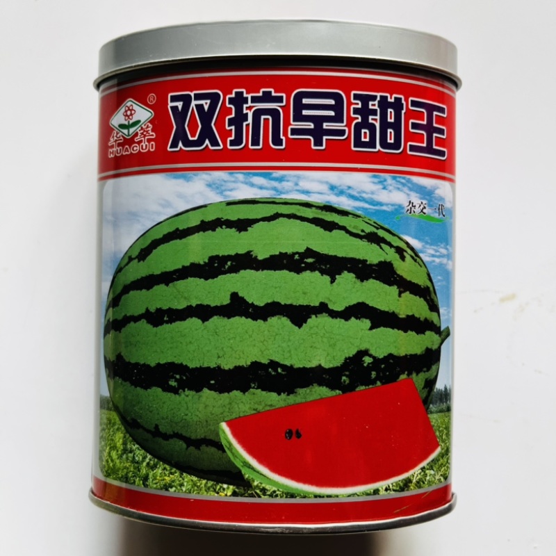 甜王西瓜品种状元大天王高圆品种，大红瓤杂交中早熟品种