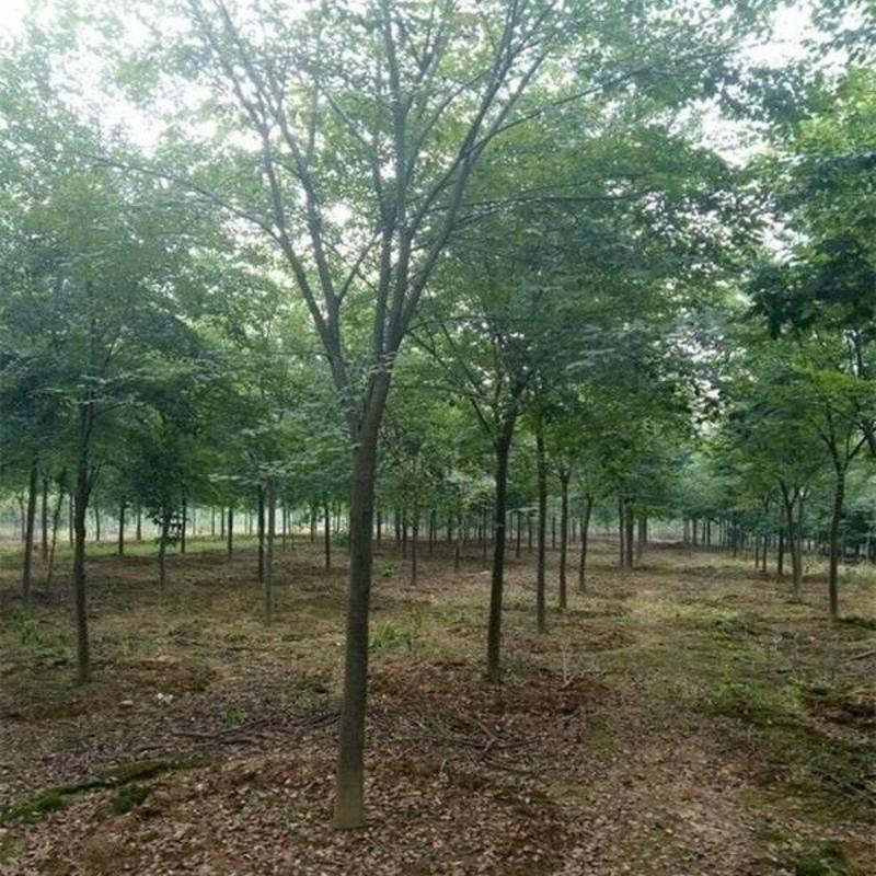 精品优美红榉树5-15公分工程绿化用基地货源