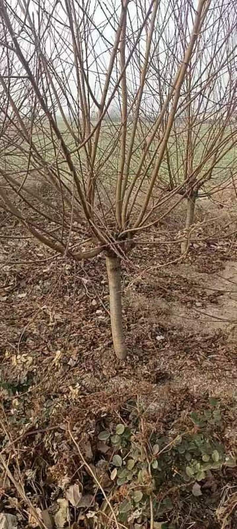 碧桃