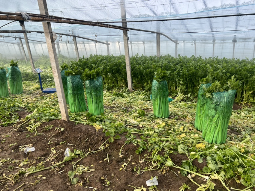 香芹春季育苗温室场景