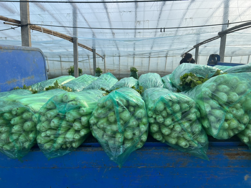 农贸市场摊位上摆放的小香芹与香菜