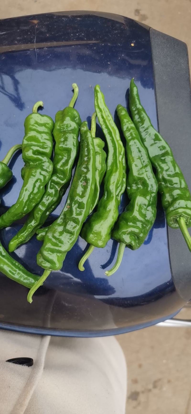 【推荐】大量小皱皮上市精品货价格合适货源稳定产地直发