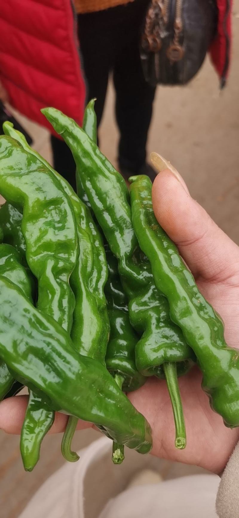 【推荐】大量小皱皮上市精品货价格合适货源稳定产地直发