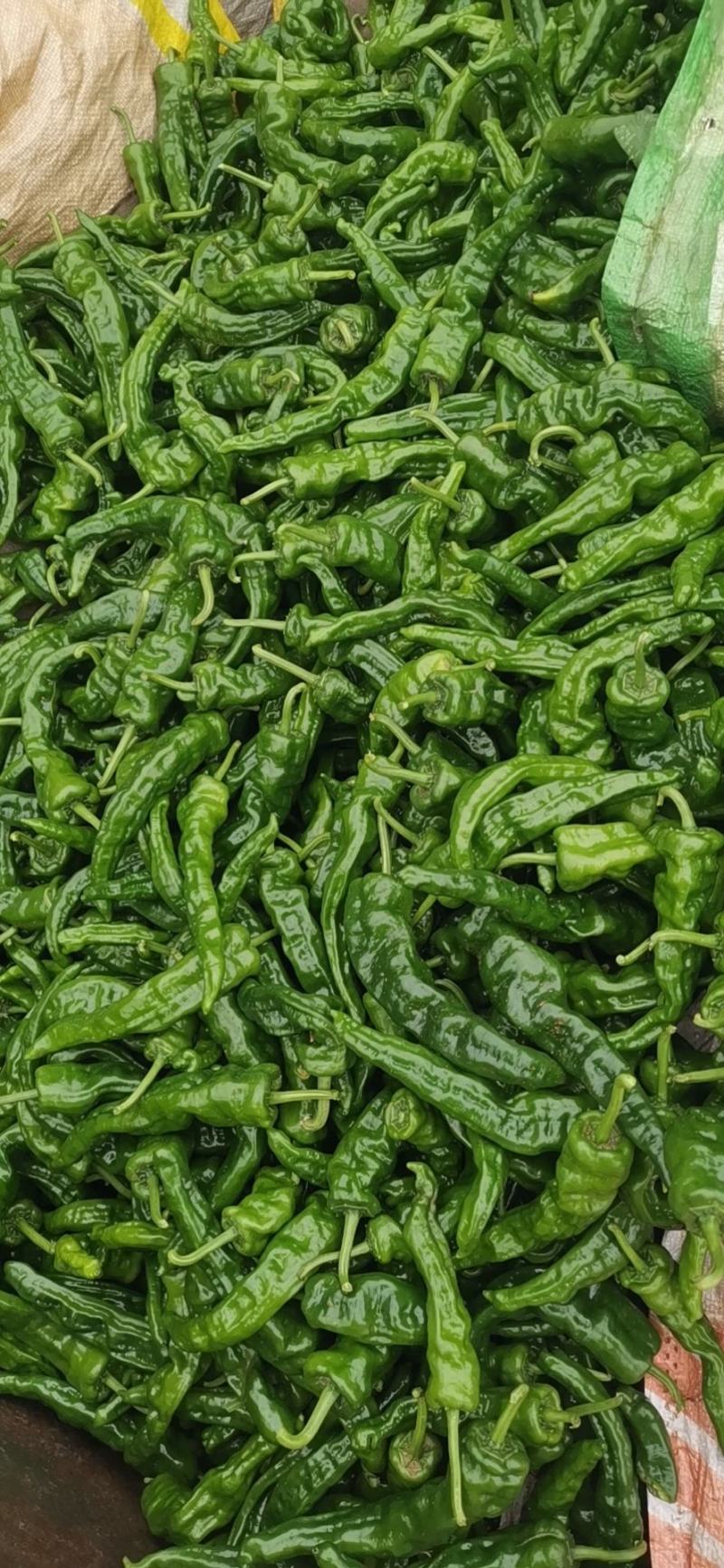 【推荐】大量小皱皮上市精品货价格合适货源稳定产地直发