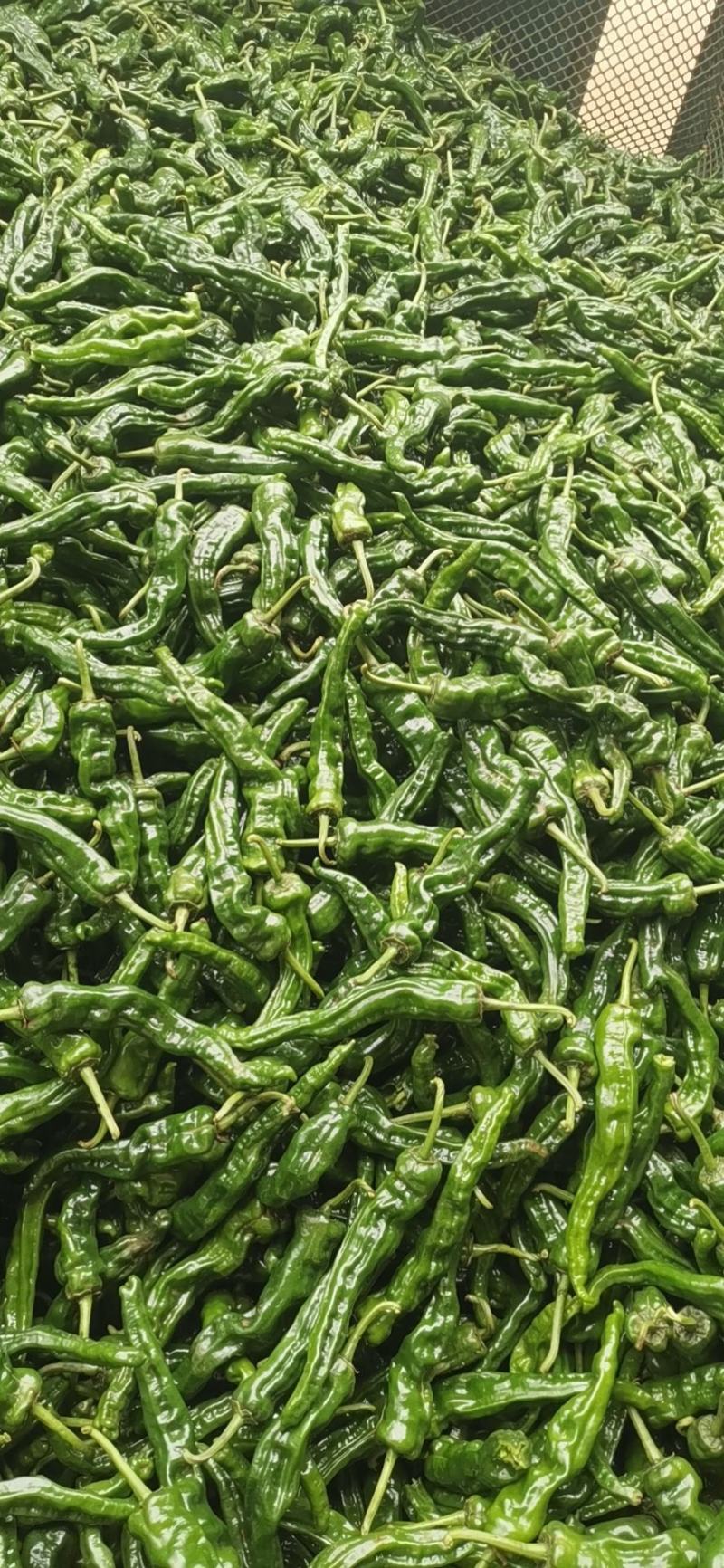 【推荐】大量小皱皮上市精品货价格合适货源稳定产地直发
