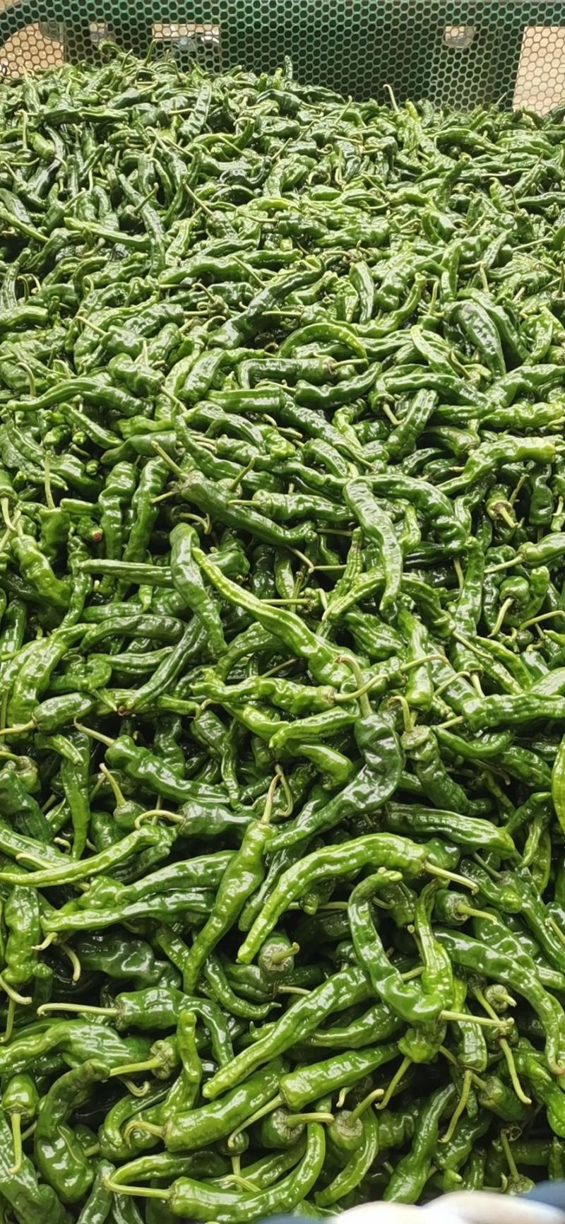 【推荐】大量小皱皮上市精品货价格合适货源稳定产地直发