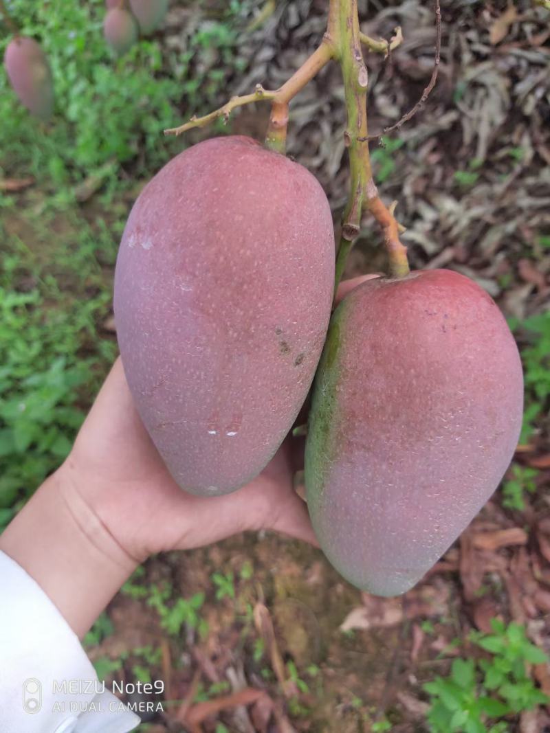 贵妃芒果苗，嫁接苗，红皮芒果香甜好吃口感好