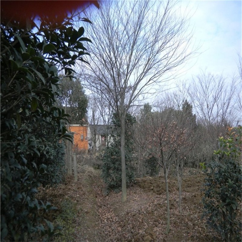 精品优美红榉树5-15公分工程绿化用基地货源