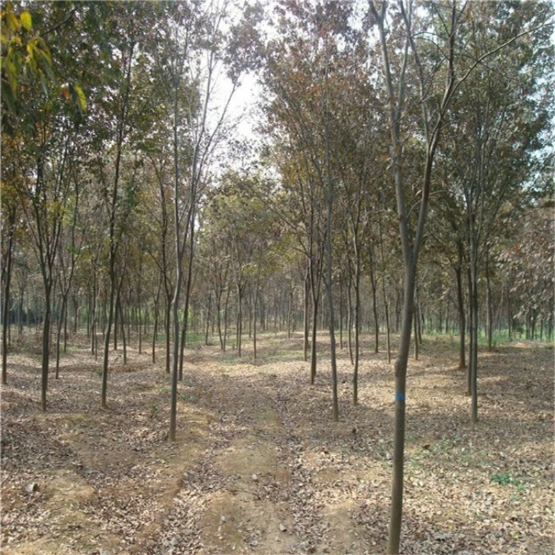 精品优美红榉树5-15公分工程绿化用基地货源