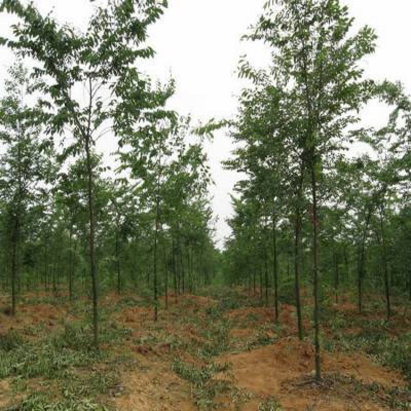 精品优美红榉树5-15公分工程绿化用基地货源
