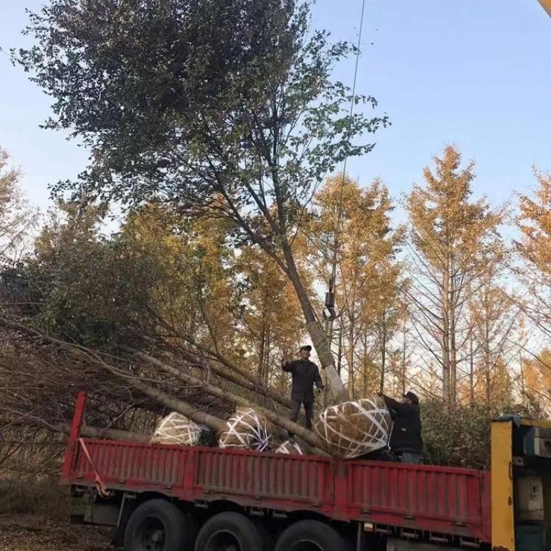 精品优美红榉树5-15公分工程绿化用基地货源