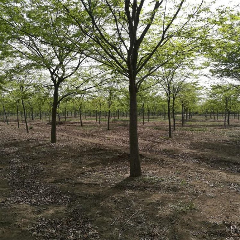 精品优美红榉树5-15公分工程绿化用基地货源