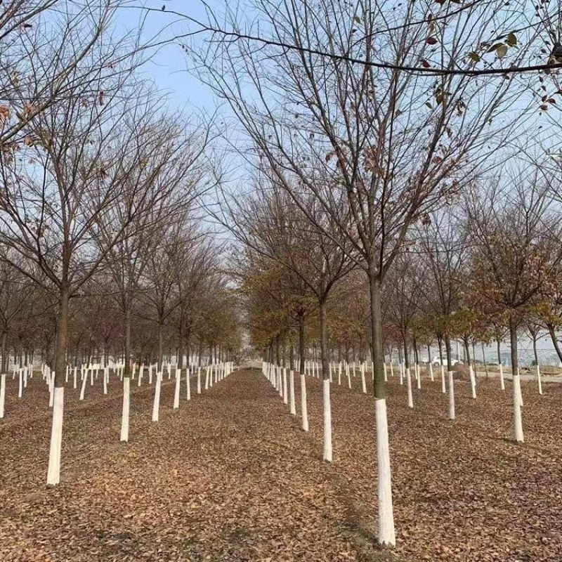 精品优美红榉树5-15公分工程绿化用基地货源