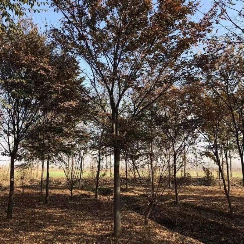 精品优美红榉树5-15公分工程绿化用基地货源