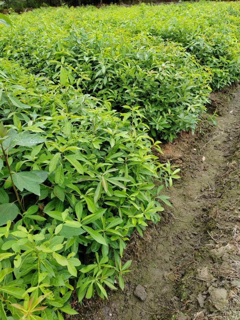 木荷小苗，精品木荷，1年生小苗，1-5公分木荷，木荷杯苗