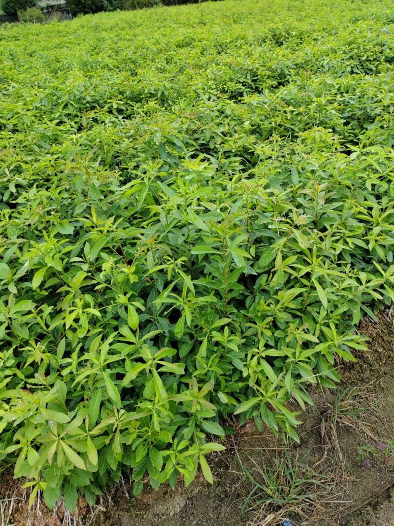 木荷小苗，精品木荷，1年生小苗，1-5公分木荷，木荷杯苗