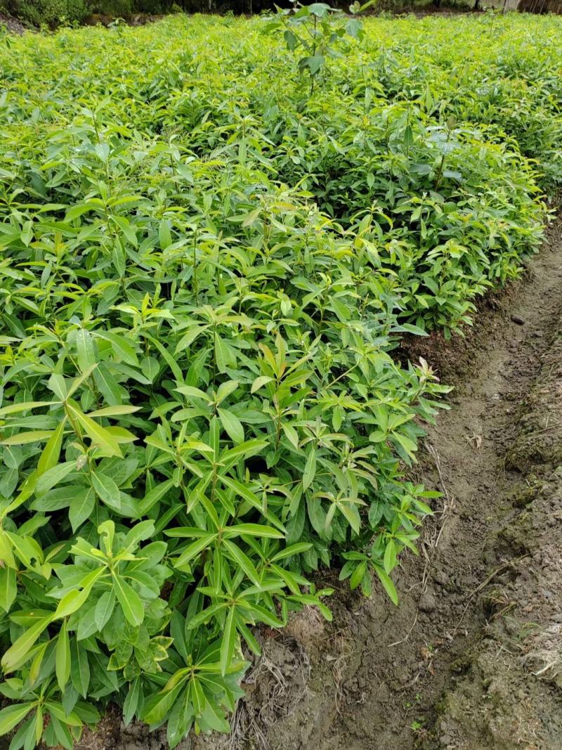 木荷小苗，精品木荷，1年生小苗，1-5公分木荷，木荷杯苗