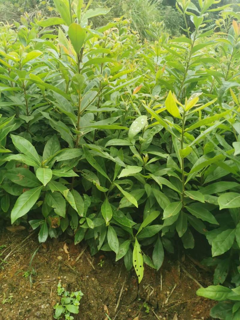 木荷小苗，精品木荷，1年生小苗，1-5公分木荷，木荷杯苗