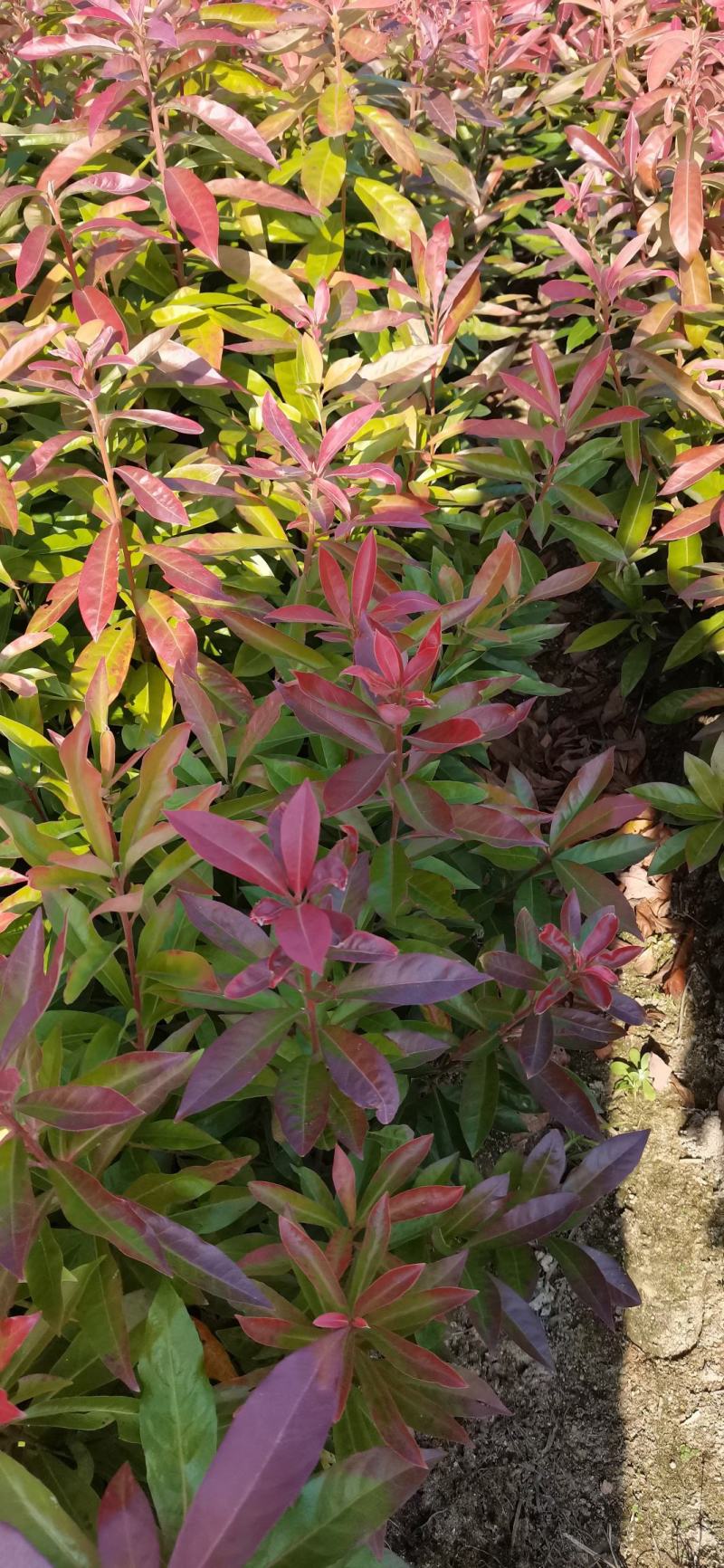 木荷小苗，精品木荷，1年生小苗，1-5公分木荷，木荷杯苗