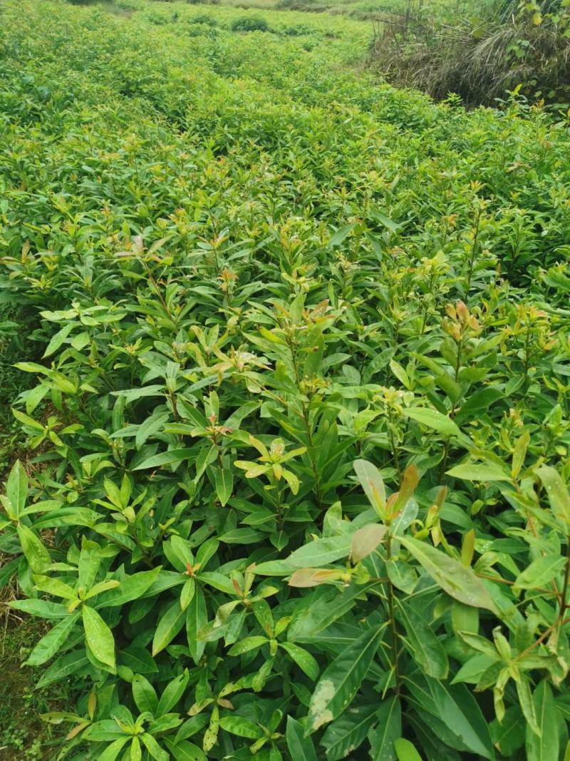 木荷小苗，精品木荷，1年生小苗，1-5公分木荷，木荷杯苗