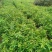木荷小苗，精品木荷，1年生小苗，1-5公分木荷，木荷杯苗