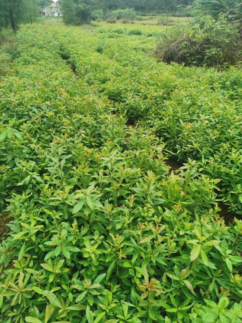 木荷小苗，精品木荷，1年生小苗，1-5公分木荷，木荷杯苗