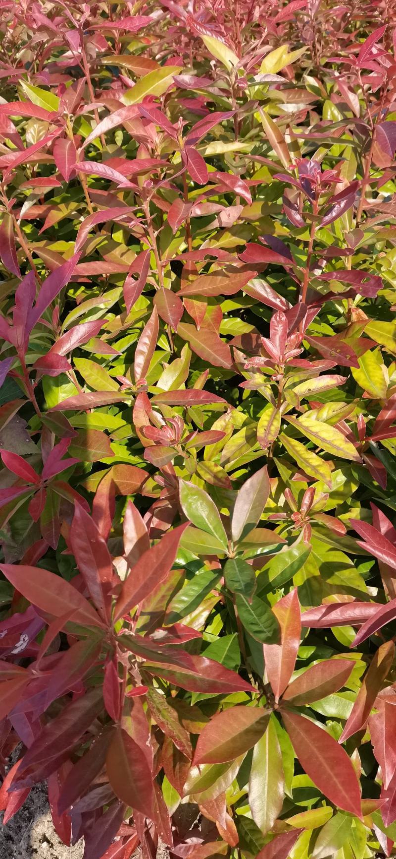 木荷小苗，精品木荷，1年生小苗，1-5公分木荷，木荷杯苗