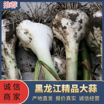 黑龙江大蒜产地批发品质保证量大从优视频看货
