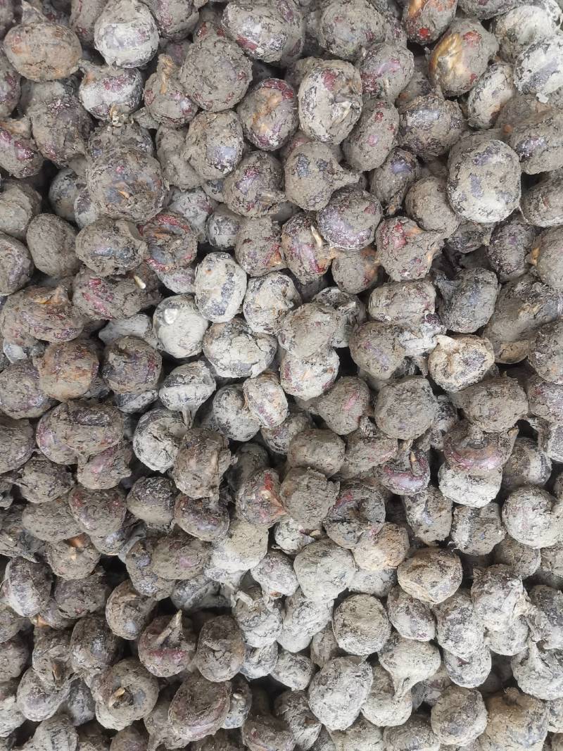 江西荸荠毛马蹄大中果品质保证，欢迎新老客户订购。