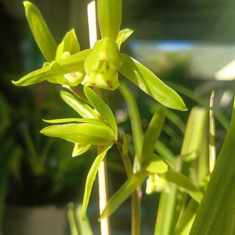 香花绿兰