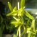 香花绿兰
