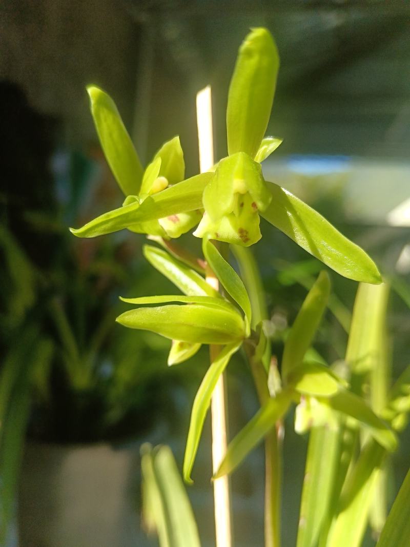 香花绿兰