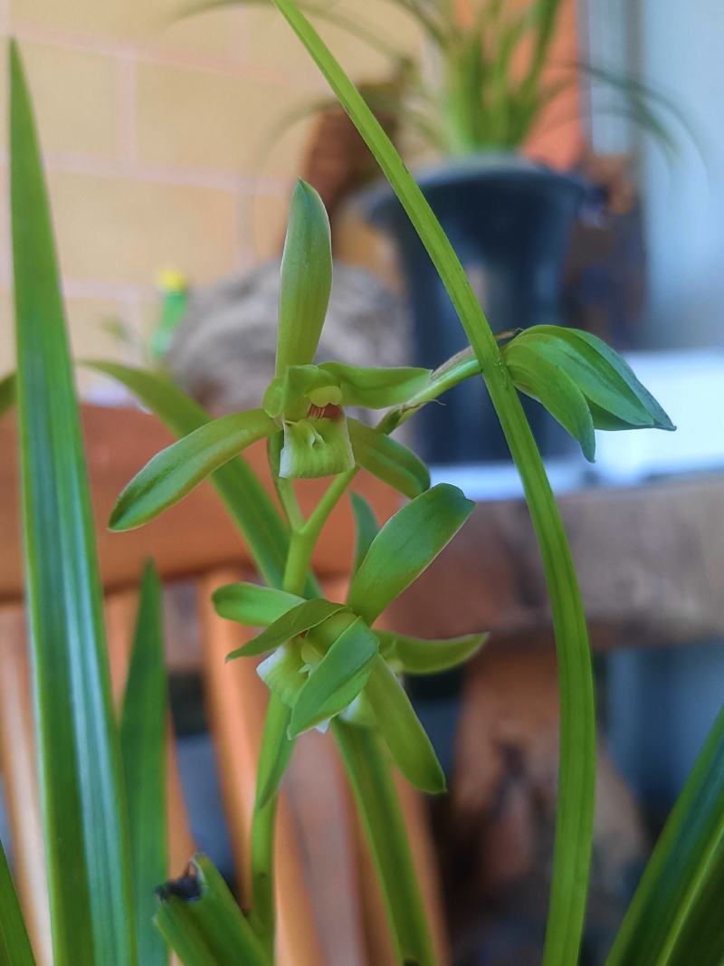 香花绿兰