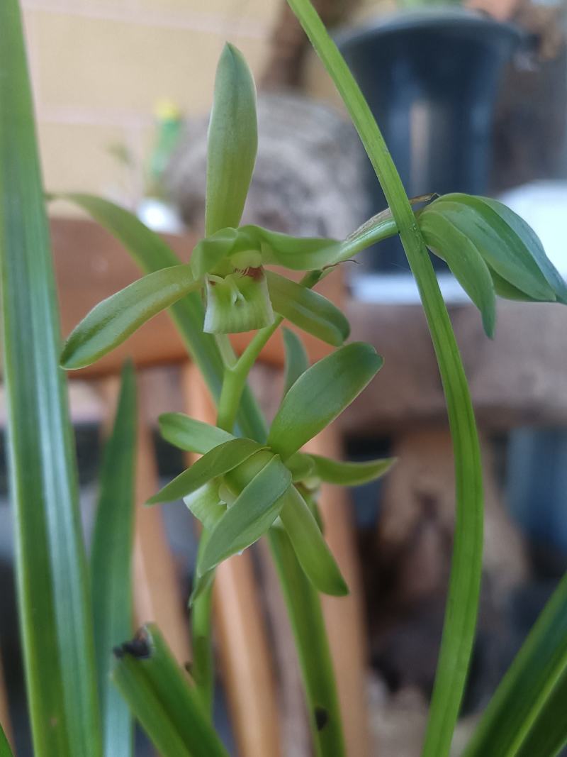 香花绿兰