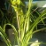 香花绿兰