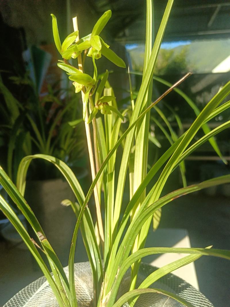 香花绿兰
