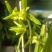 香花绿兰