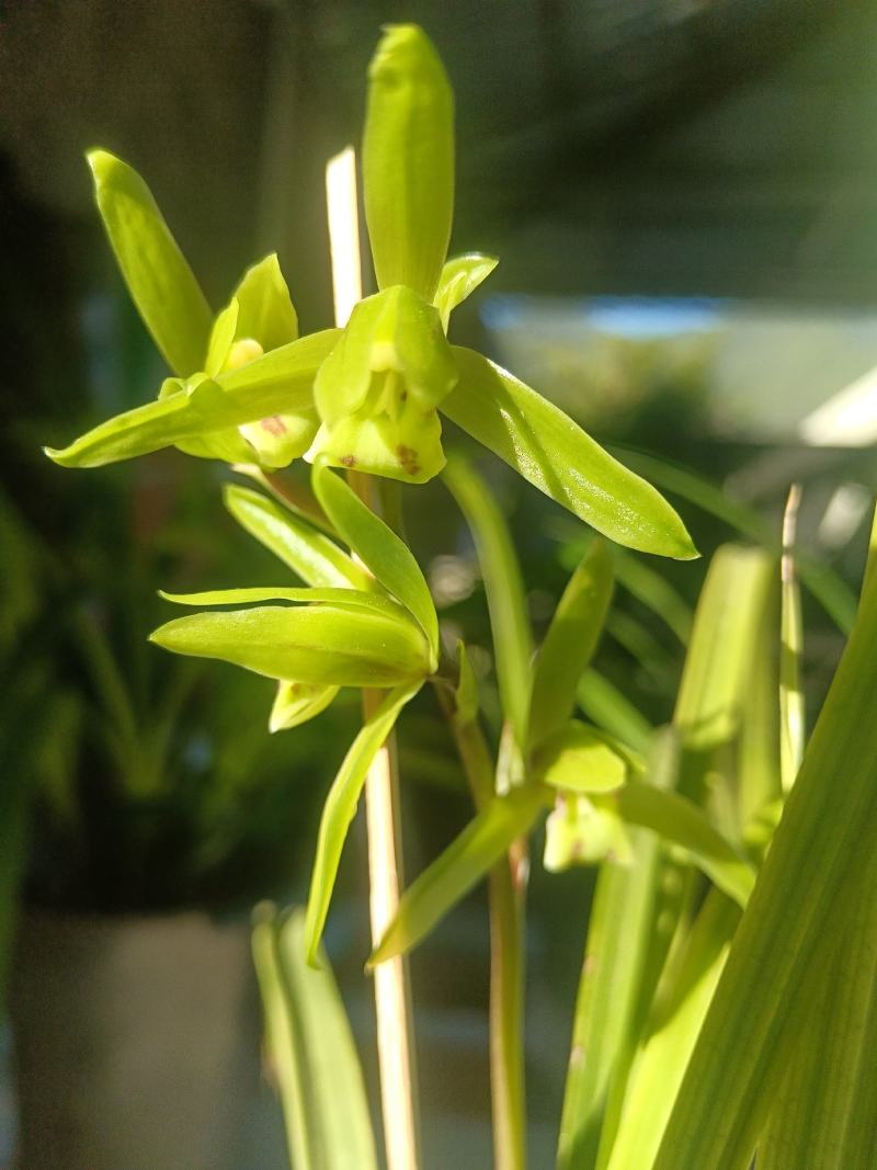 香花绿兰