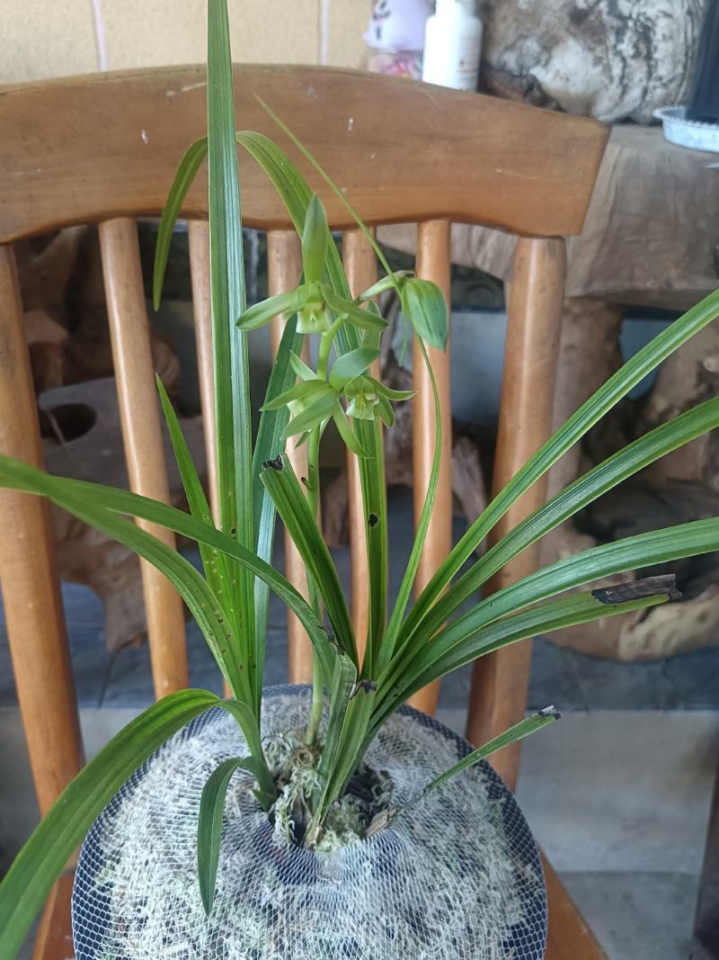 香花绿兰