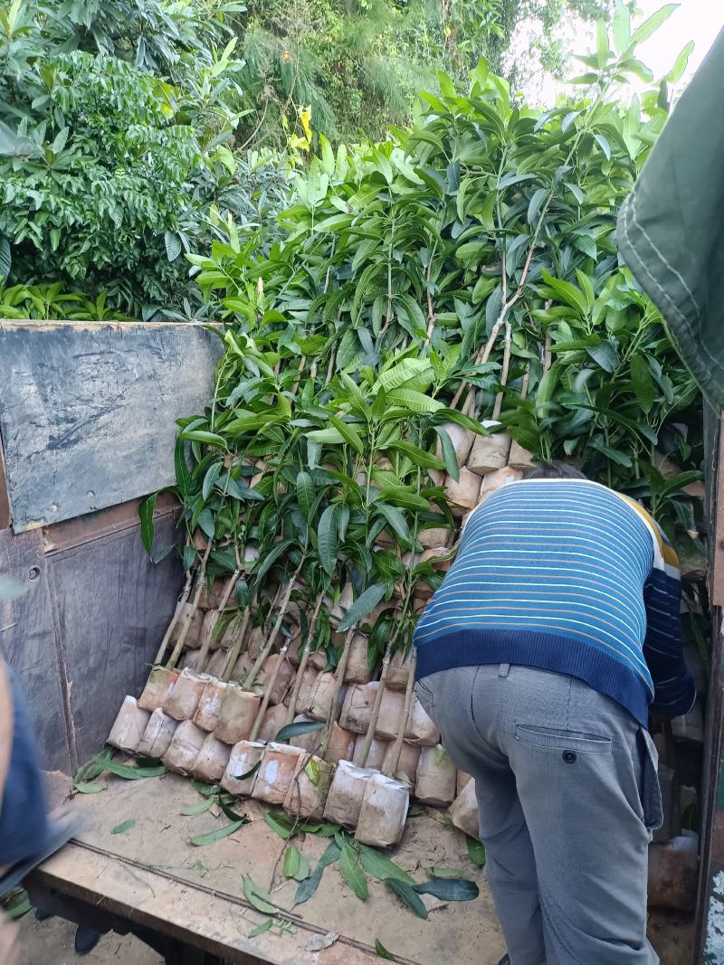 金煌芒果苗，嫁接苗，大果子核薄肉厚香甜好吃