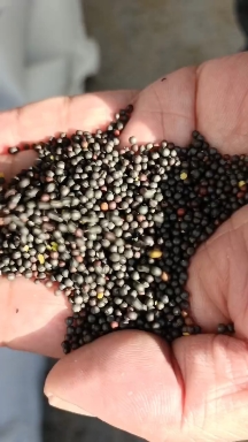 俄罗斯进口油菜籽，含油45+出油42+油色金黄