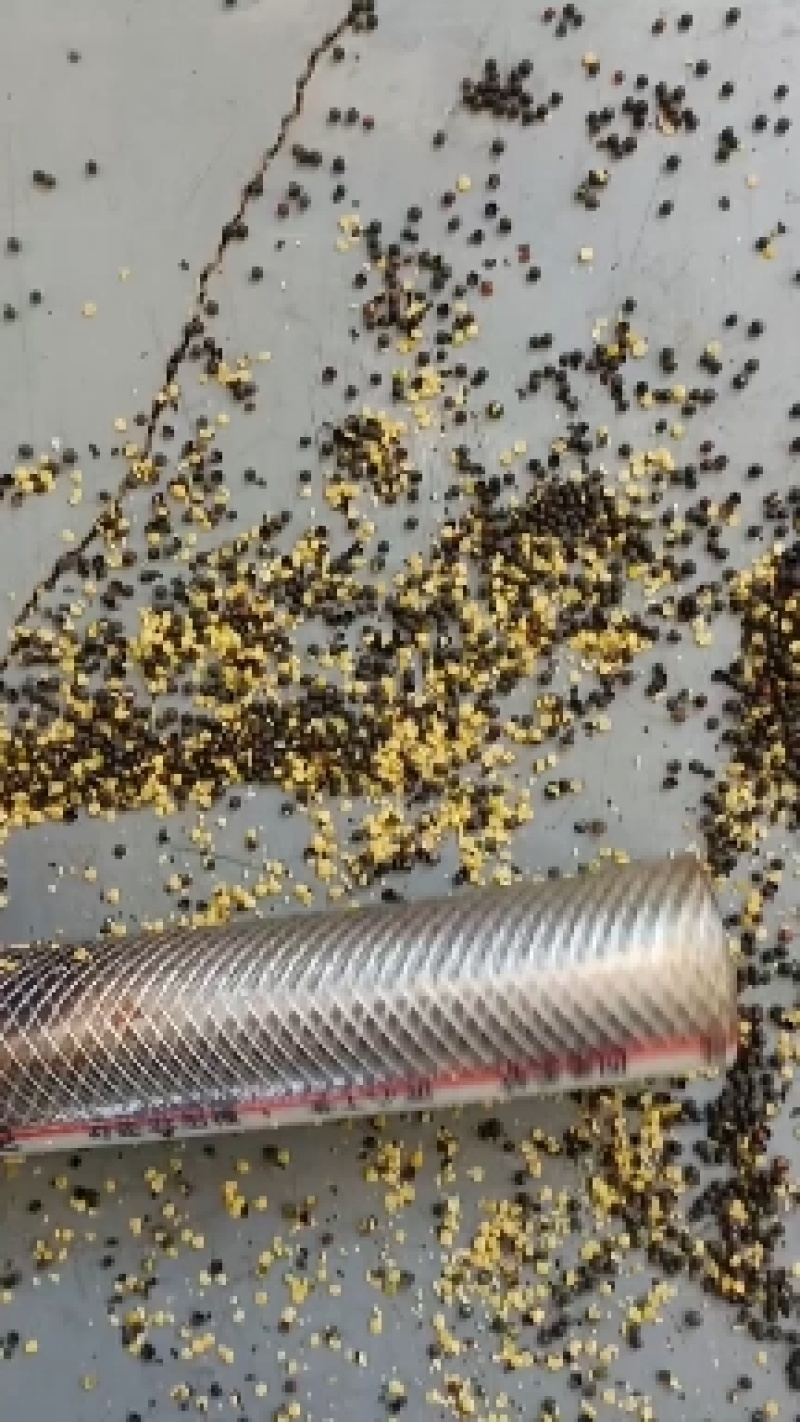 俄罗斯进口油菜籽，含油45+出油42+油色金黄